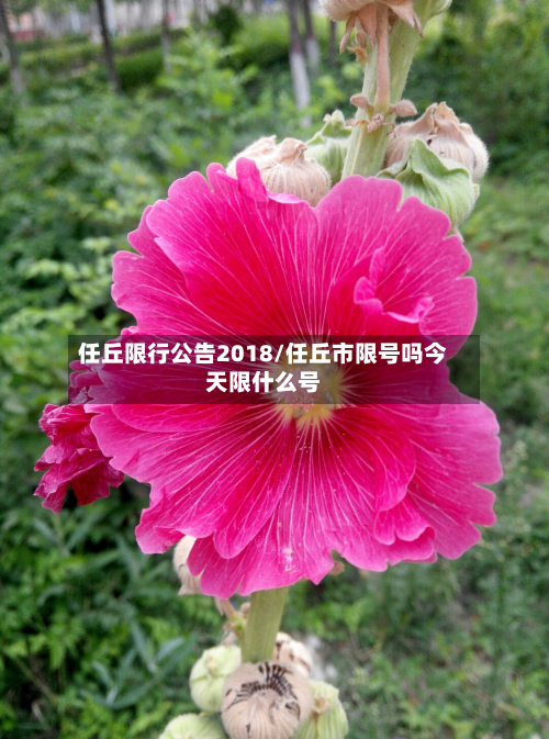 任丘限行公告2018/任丘市限号吗今天限什么号-第2张图片