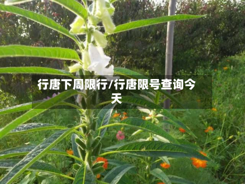 行唐下周限行/行唐限号查询今天